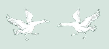 Birbirine doğru koşan iki kazın vektör görüntüsü