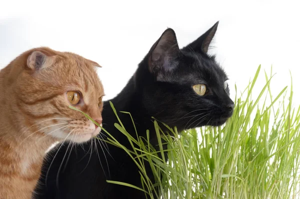 Una fotografia di una piega rossa e di un gatto nero che mangia erba. Concentrati sul gatto nero . — Foto Stock