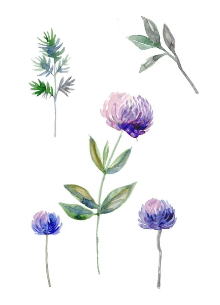 Akwarela rysunek dzikich niebieskich kwiatów z liśćmi i łodygami izolowane na białym tle — Zdjęcie stockowe