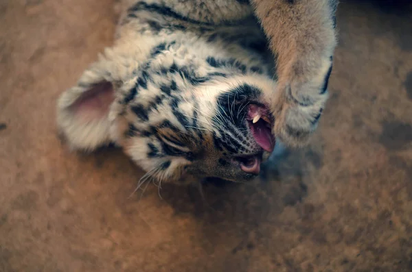 Um filhote de tigre jaz no chão e lambe sua pata . — Fotografia de Stock