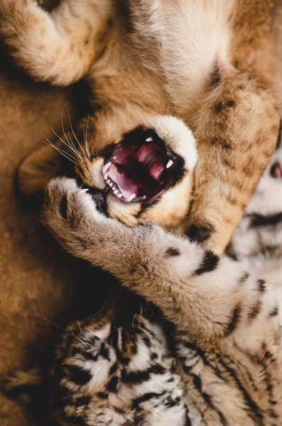 Der kleine Löwe und der Tiger spielen, das Löwenjunge öffnet sein Maul und zeigt seine Zähne, wenn das Tigerjunge mit der Pfote die Augen schließt — Stockfoto