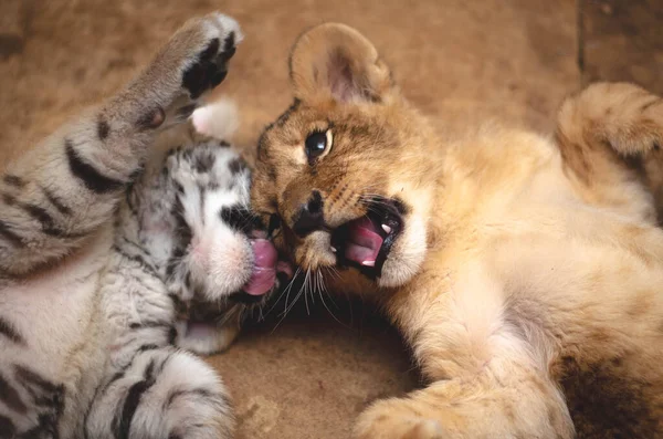 Löwen- und Tigerbaby spielen auf dem Boden liegend — Stockfoto
