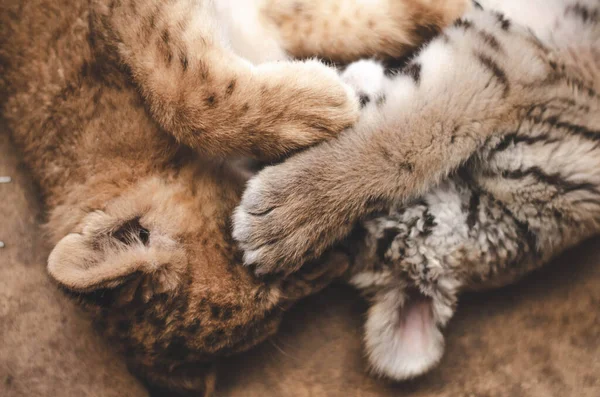Çift avuç içi. Kaplan yavrusu ve aslan yavrusu yerde yatarak birbirleriyle oynuyorlar.. — Stok fotoğraf