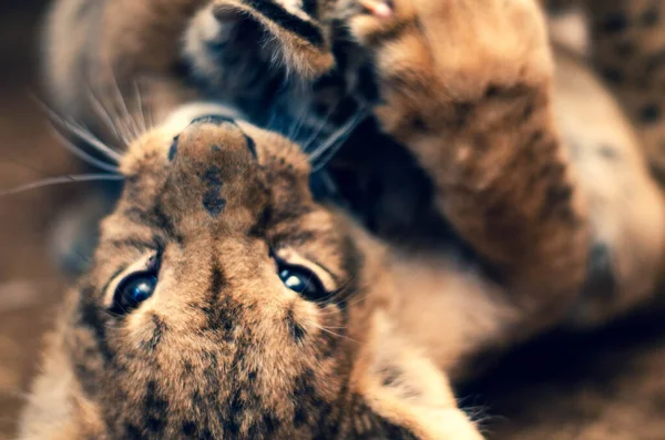 Photo d'un petit lion couché sur le dos jouant avec un petit tigre — Photo