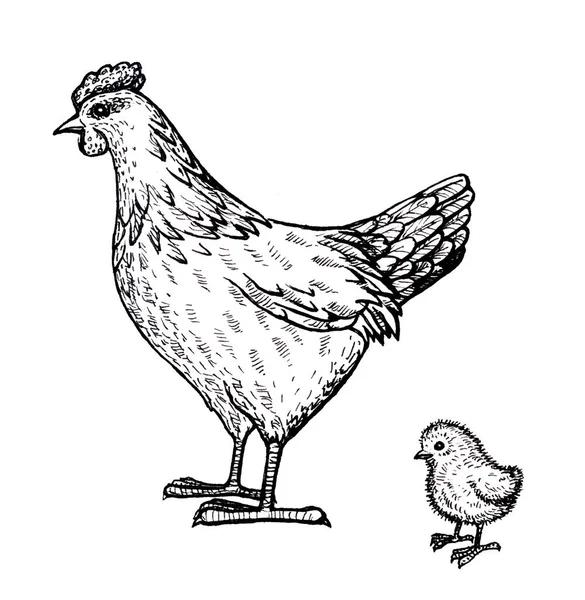 Ayam dan ayam yang digambar dengan tangan di latar belakang putih — Stok Foto