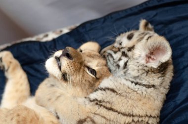 Bir kaplan yavrusunun yüzünün ve oyun sırasında aslan yavrusunun yüzünün yakın plan fotoğrafı.