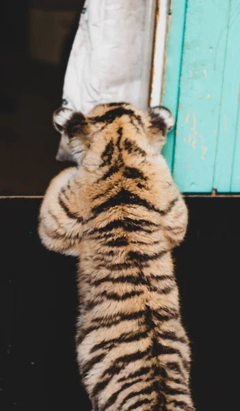 Фото, на котором тигренок заглядывает через забор — стоковое фото