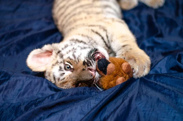 Фото тигрового детёныша, жующего игрушку — стоковое фото