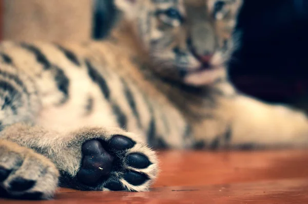 Ett fotografi av tigerungen hind tass kuddar i vingen planen och resten av tigern i bakgrunden — Stockfoto