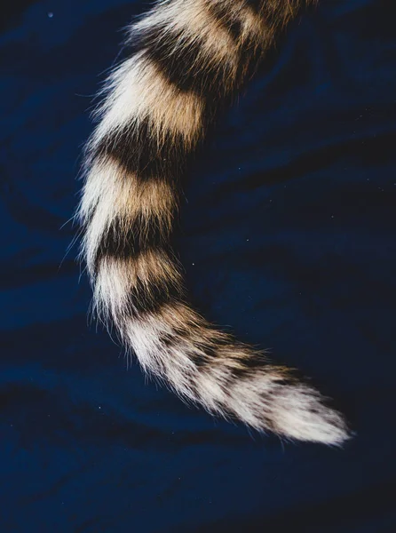 Una foto de cerca de una cola de tigre sobre un fondo azul — Foto de Stock