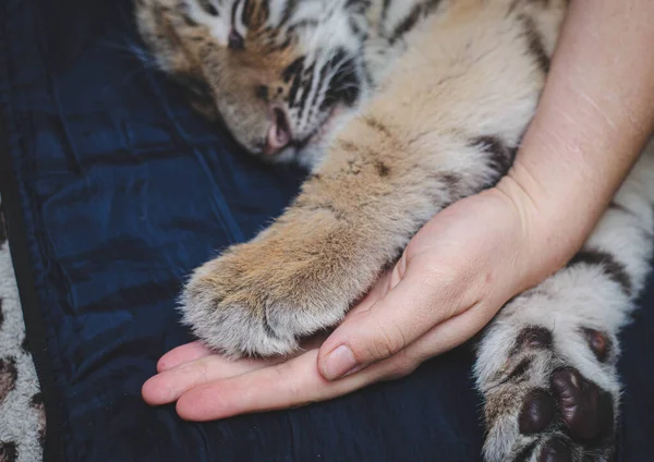İnsan eli pençeli uyuyan bir kaplan yavrusunun fotoğrafı. — Stok fotoğraf