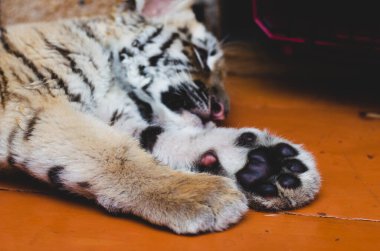 Yerde uyuyan bir kaplan yavrusunun fotoğrafı.