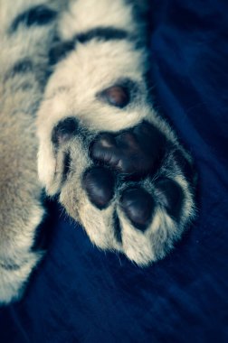 Bir kaplan pençesi fotoğrafı.