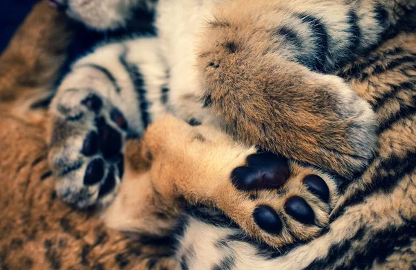 虎の赤ちゃんとライオンの赤ちゃんの足のパッドの写真 — ストック写真