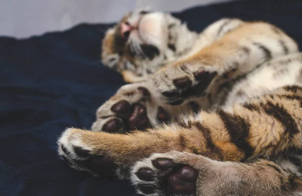 Foto av en sovande tigerunge på en soffa i förgrunden i fokus tassdynor — Stockfoto