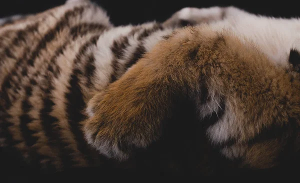 Foto der Seite, Felle und Pfoten eines Tigerjungen. Die Textur der Wolle und der Streifen ist wunderschön — Stockfoto