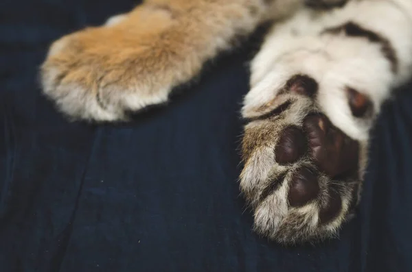 Fotografía de piernas de tigre con almohadas arriba — Foto de Stock