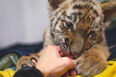 Photo of a tiger cub playfully biting a human hand clipart