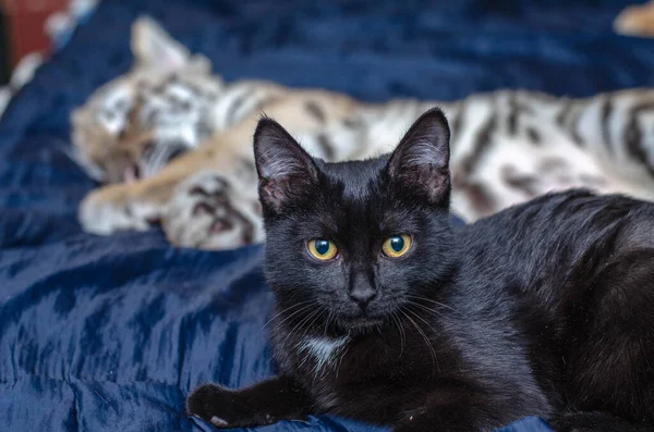 Foto met een huiskat op de voorgrond en een tijgerwelp op de achtergrond — Stockfoto