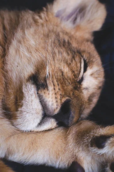Nahaufnahme des Gesichts eines niedlichen schlafenden Löwenjungen — Stockfoto