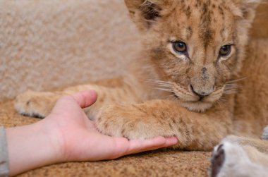 Bir erkeğin eline pençe takan bir aslan yavrusunun fotoğrafı. Bir aslan yavrusunun ağızlık, pençesi ve insan kolunun yakın çekimi.
