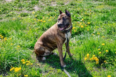 Fotoğraf: Staffordshire Terrier Parlak yeşil çimenler üzerinde