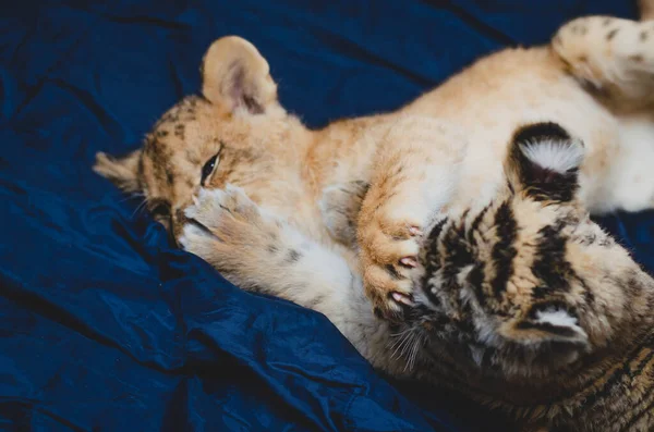Foto de una pata con garras de un cachorro de león en la cara de un cachorro de tigre —  Fotos de Stock