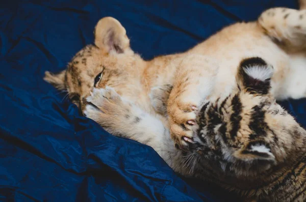 Foto einer Pfote mit Krallen eines Löwenjungen auf dem Gesicht eines Tigerjungen — Stockfoto