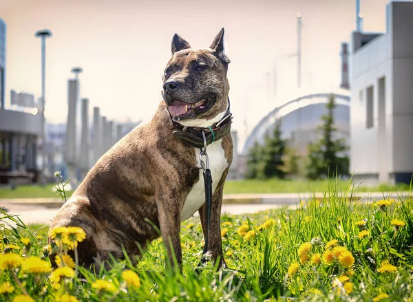 Foto dello Staffordshire Terrier su uno sfondo di edifici bianchi — Foto Stock