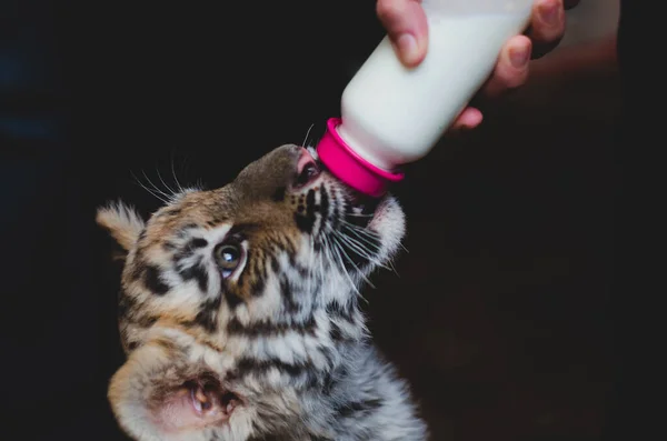 Foto eines Tigerjungen, der Milch aus einer Babyflasche trinkt — Stockfoto