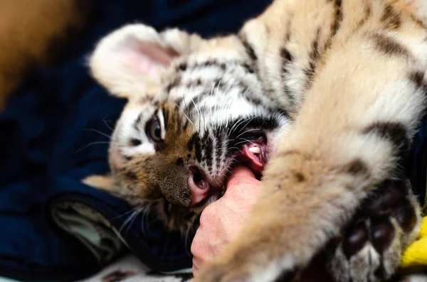 Foto, auf dem ein Tigerjunges im Spiel eine menschliche Hand beißt — Stockfoto