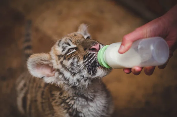 Foto, auf dem ein Tigerjunges Milch aus einer Brustwarze trinkt — Stockfoto