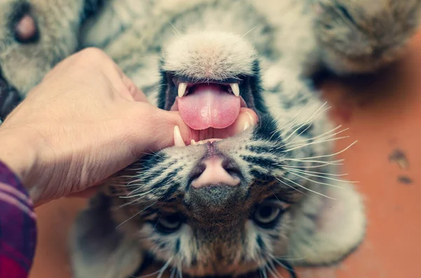 Foto en la que un cachorro de tigre juega con manos humanas . —  Fotos de Stock