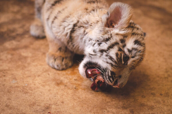 Photo of a tiger cub eating meat.