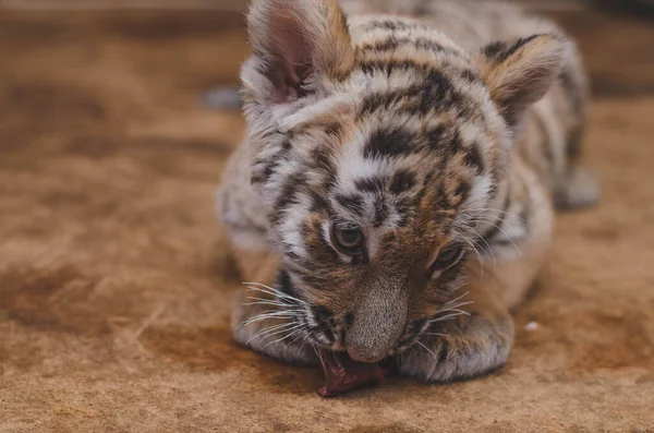 Foto eines kleinen Tigerjungen, der frisst — Stockfoto