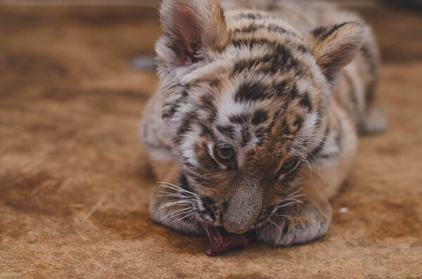 Photo of a little tiger cub who eats.