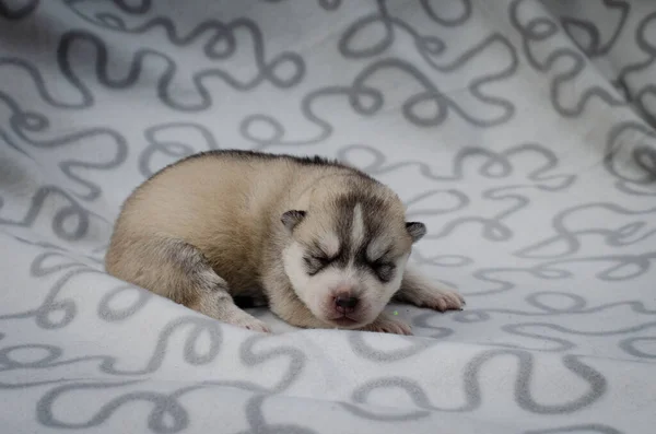 Фото маленького серого щенка-хаски на клетке — стоковое фото
