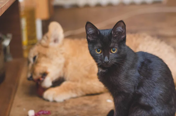 Foto van een zwarte kat op een dagplan een leeuwenwelp die vlees eet — Stockfoto