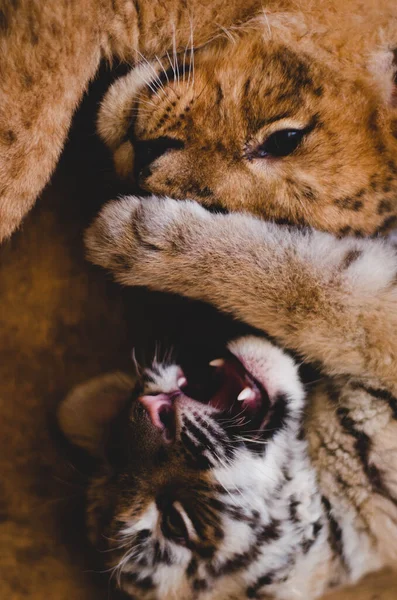 Foto de un hocico de un cachorro de león y un cachorro de tigre —  Fotos de Stock