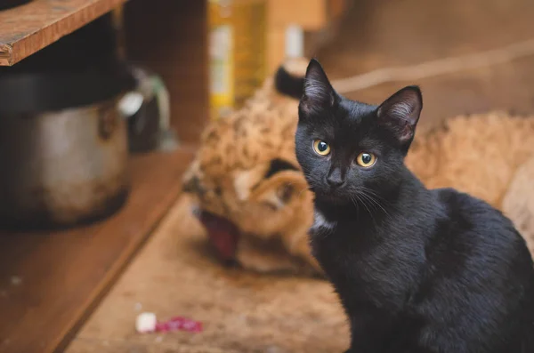 Foto van een kat op een dag plan een leeuwenwelp die vlees eet — Stockfoto