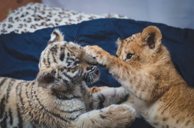 Aslan yavrusu ve kaplan yavrusunun bir kaplan pençesinin olduğu bir oyunun fotoğrafı.