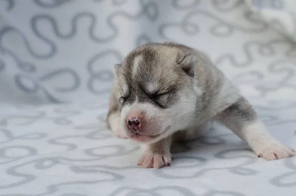 Фотограбим серо-белого хаски щенка в возрасте полутора недель — стоковое фото