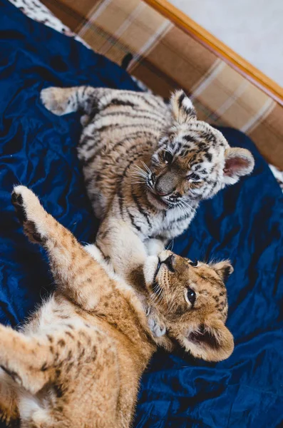 Foto eines Löwenjungen und eines Tigerjungen, die auf einem Sofa spielen — Stockfoto