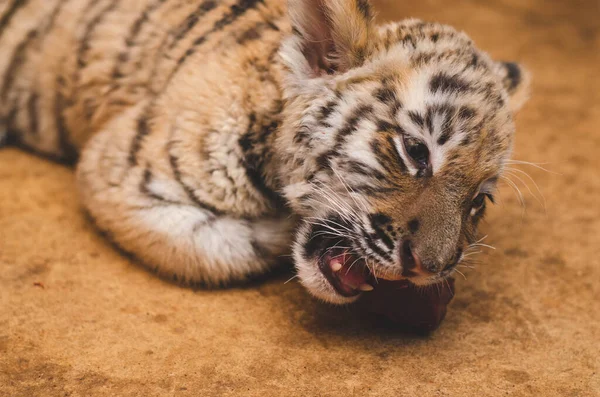 Foto eines Tigerjungen mit einem Maul — Stockfoto