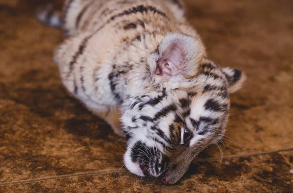 Photo of a little tiger cub