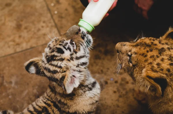 Foto, auf dem ein Tigerjunges Milch aus einer Flasche trinkt, während ein Löwenjunges aussieht — Stockfoto