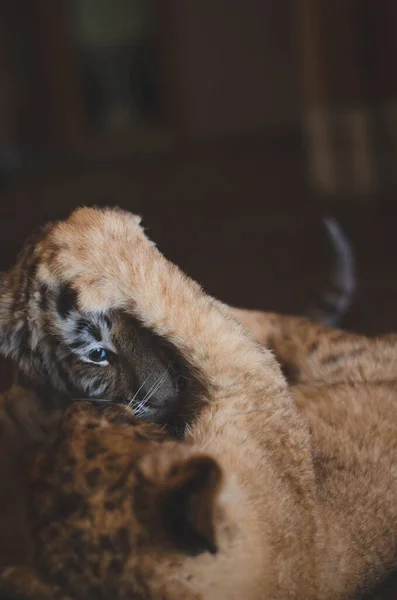Una foto de un cachorro de león luchador y un cachorro de tigre, donde un cachorro de león puso su pata sobre un cachorro de tigre en la cara —  Fotos de Stock