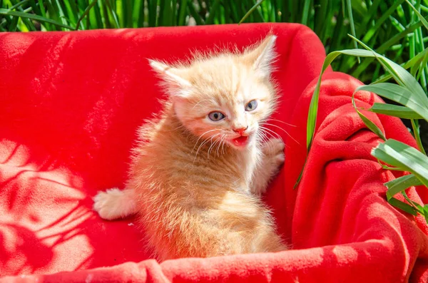 Photo of a red kitten on a red background. Kitten hisses