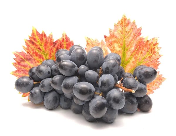 Grapes with leaves — Stock Photo, Image