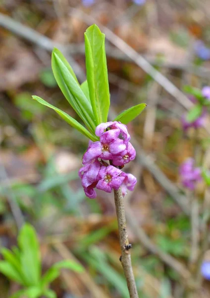 Fiore selvatico lilla — Foto Stock